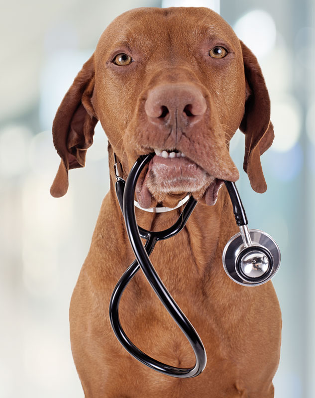hound with stethoscope